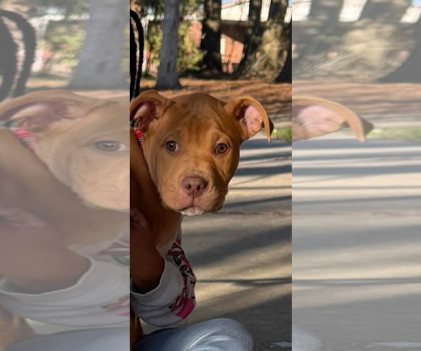 Medium Photo #1 American Staffordshire Terrier-Unknown Mix Puppy For Sale in Holly Springs, NC, USA