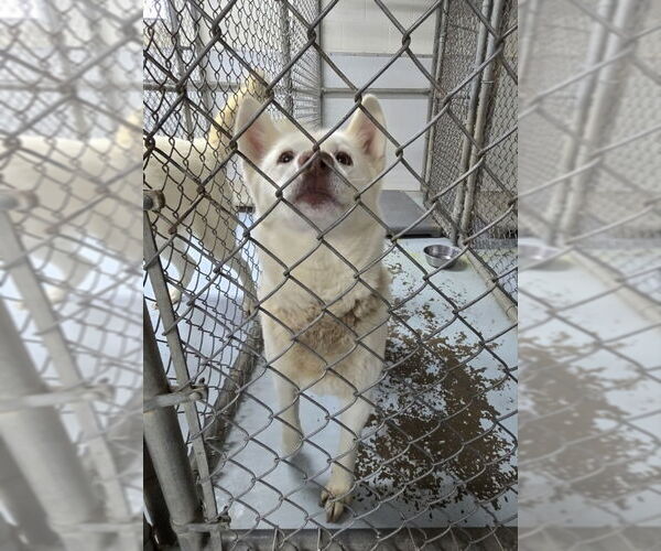 Medium Photo #6 Huskies -Unknown Mix Puppy For Sale in Winston Salem, NC, USA