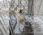Small #5 Huskies  Mix