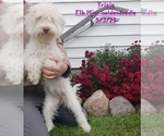 Small Photo #18 Goldendoodle (Miniature) Puppy For Sale in TOPEKA, IN, USA