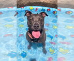Small #3 American Pit Bull Terrier Mix