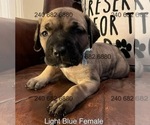 Small #5 Cane Corso