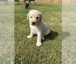 Poodle (Standard) Puppy for sale in GRANITEVILLE, SC, USA