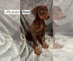 Small #3 Doberman Pinscher