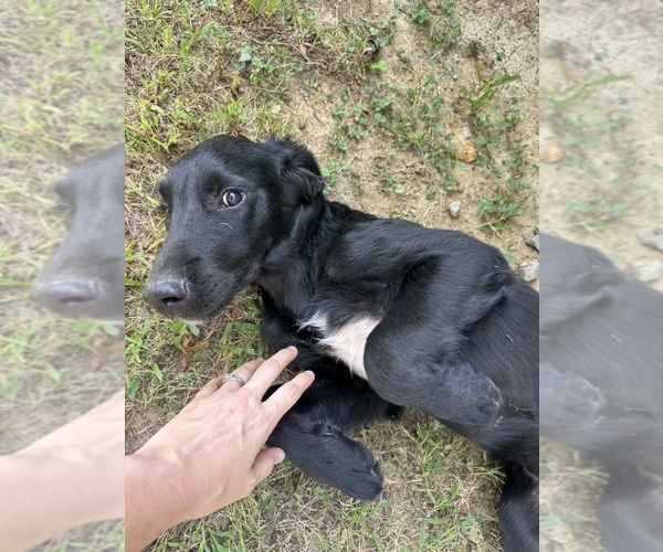Medium Photo #4 Flat Coated Retriever-Golden Retriever Mix Puppy For Sale in EVA, AL, USA