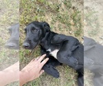 Small #3 Flat Coated Retriever-Golden Retriever Mix