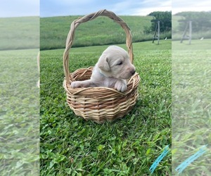 Labradoodle Puppy for Sale in ELLWOOD CITY, Pennsylvania USA