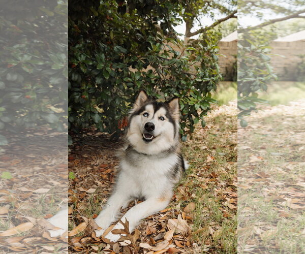 Medium Photo #3 Siberian Husky Puppy For Sale in Carrollton, TX, USA