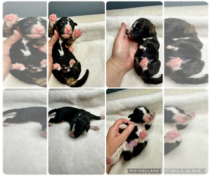 Bernedoodle Puppy for sale in HOLT, MO, USA