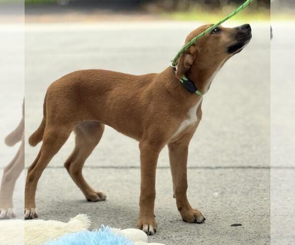 Medium Photo #3 Chocolate Labrador retriever-Unknown Mix Puppy For Sale in Yardley, PA, USA
