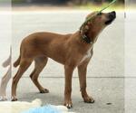 Small #2 Chocolate Labrador retriever Mix