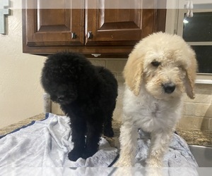 Labradoodle Puppy for sale in AMARILLO, TX, USA