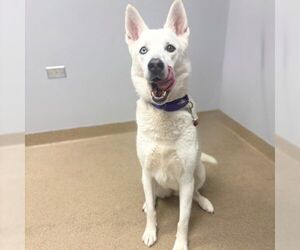 Siberian Husky Dogs for adoption in Aurora, CO, USA