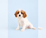 Small #3 Cavapoo (Standard)
