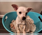 Small Photo #3 Chihuahua Puppy For Sale in MARIETTA, GA, USA