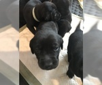 Small Photo #5 Labrador Retriever Puppy For Sale in SAN ANTONIO, TX, USA