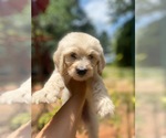 Small Photo #7 English Cream Golden Retriever-Poodle (Standard) Mix Puppy For Sale in MCDONOUGH, GA, USA