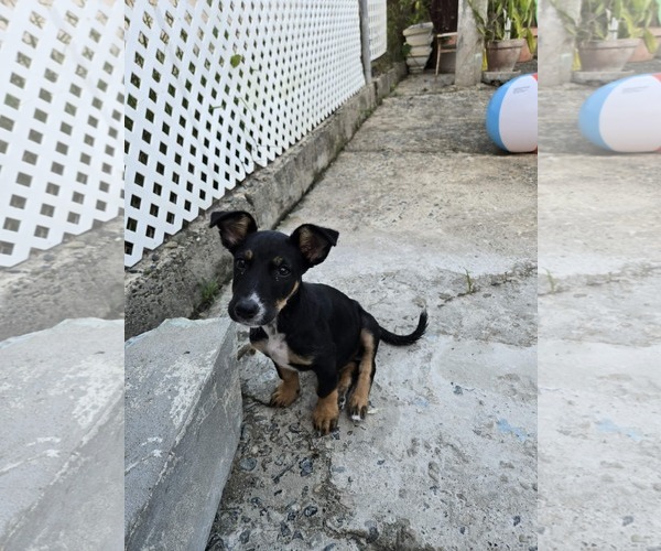 Medium Photo #3 American Rat Pinscher Puppy For Sale in Virginia Beach, VA, USA