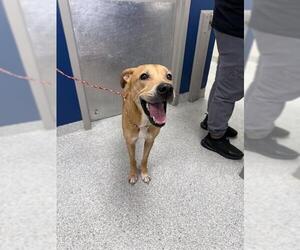 Labrador Retriever-Unknown Mix Dogs for adoption in Pasadena, TX, USA