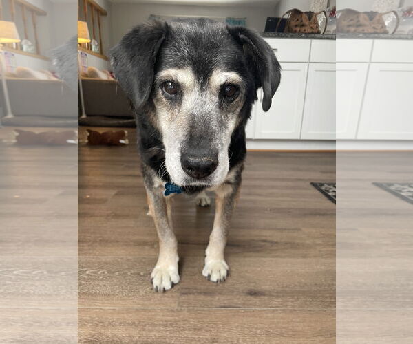 Medium Photo #3 Mutt Puppy For Sale in Plainfield, IL, USA