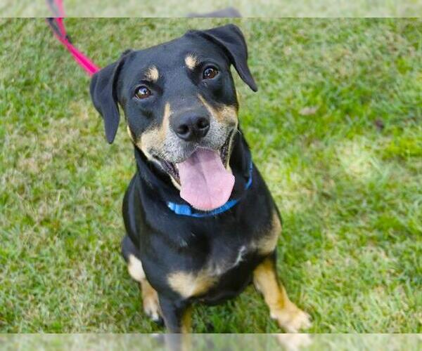 Medium Photo #2 Black and Tan Coonhound-Unknown Mix Puppy For Sale in Tallahassee, FL, USA