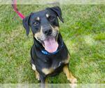 Small #1 Black and Tan Coonhound Mix