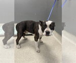 Small American Staffordshire Terrier Mix