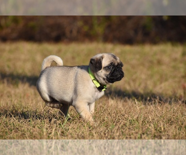 Medium Photo #4 Pug Puppy For Sale in PALM COAST, FL, USA