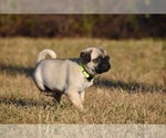 Small #3 Pug