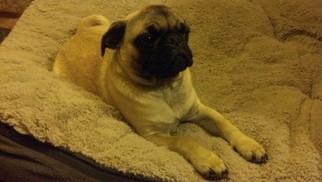 Pug Puppy for sale in GOODYEAR, AZ, USA