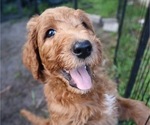 Puppy Marley Goldendoodle