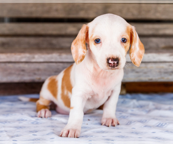 Medium Photo #32 Dachshund Puppy For Sale in WAKARUSA, IN, USA