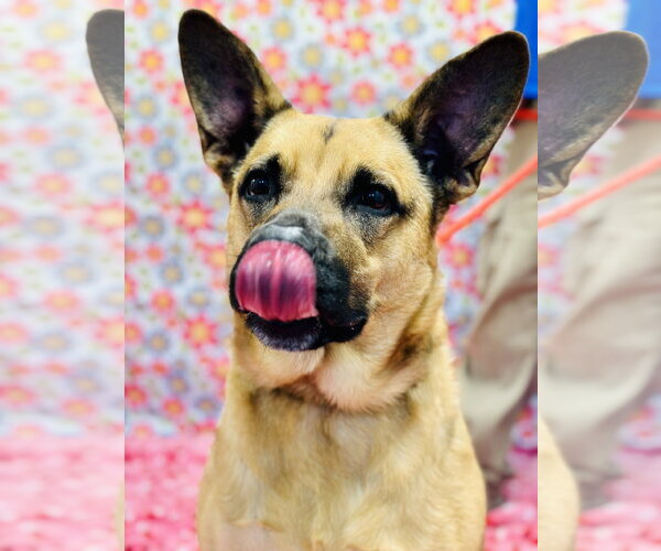 Medium Photo #2 German Shepherd Dog-Unknown Mix Puppy For Sale in Jackson , NJ, USA