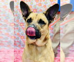Small Photo #2 German Shepherd Dog-Unknown Mix Puppy For Sale in Jackson , NJ, USA