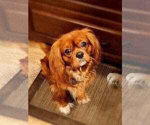 Father of the Cavalier King Charles Spaniel puppies born on 02/22/2023