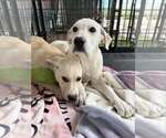 Small #2 Anatolian Shepherd
