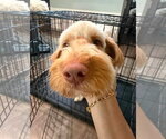 Small #2 Poodle (Standard) Mix