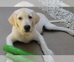 Small Photo #17 Labrador Retriever Puppy For Sale in PLANO, TX, USA