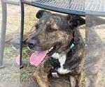 Small #1 American Pit Bull Terrier Mix