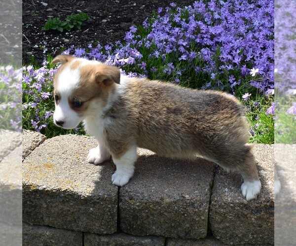 Medium Photo #1 Pembroke Welsh Corgi Puppy For Sale in MILLERSBURG, OH, USA