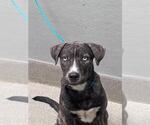 Small Mutt