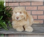 Small #3 Labradoodle