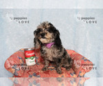 Small #9 Poodle (Toy)