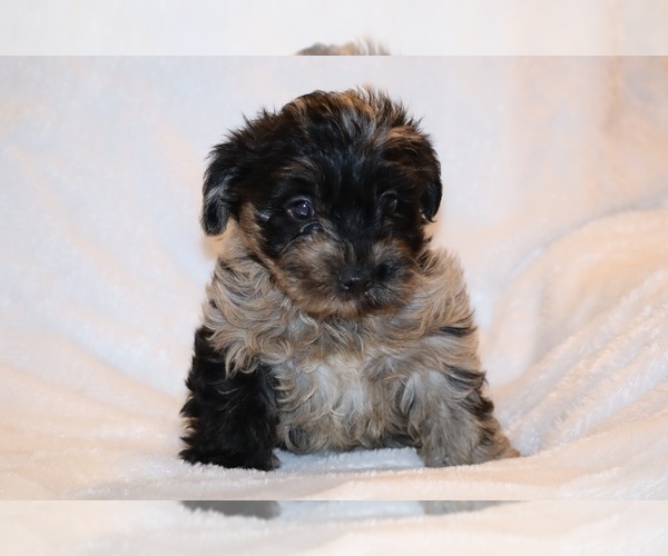 Medium Photo #8 Yorkiepoo mix (+ Poodle Toy) Puppy For Sale in DYERSBURG, TN, USA