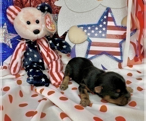 Medium Photo #36 Morkie Puppy For Sale in CASSVILLE, MO, USA
