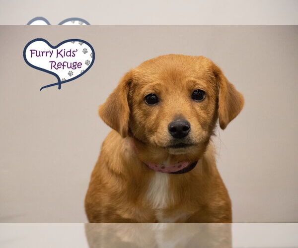 Medium Photo #1 Retriever -Unknown Mix Puppy For Sale in Lee's Summit, MO, USA