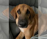 Small Bloodhound-Saint Bernard Mix