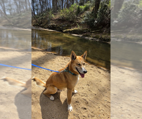 Medium Photo #3 Mutt Puppy For Sale in Candler, NC, USA