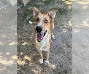 German Shepherd Dog-Unknown Mix Dogs for adoption in Riverside, CA, USA