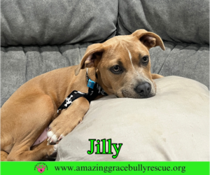 Jilly - Female American Pit Bull Terrier-Unknown Mix Dog for Adoption - Photo #23
